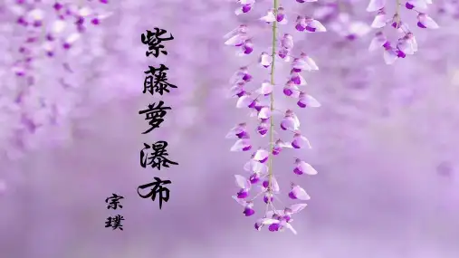紫藤萝瀑布课件