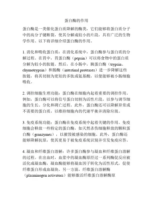 蛋白酶的作用