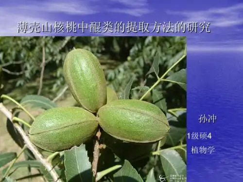 薄壳山核桃研究概况