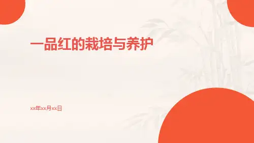 一品红的栽培与养护