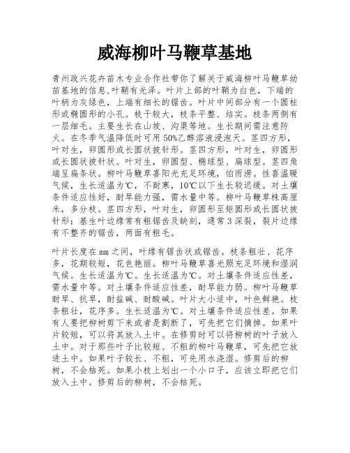 威海柳叶马鞭草基地