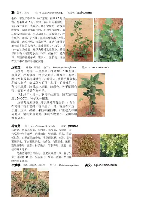 中国农田主要杂草