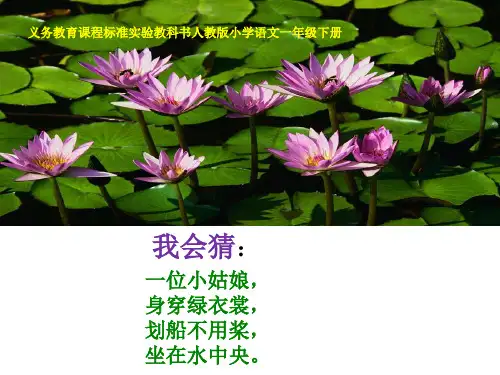 《荷叶圆圆》ppt精选课件