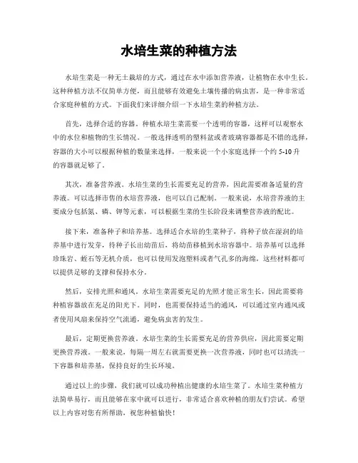水培生菜的种植方法