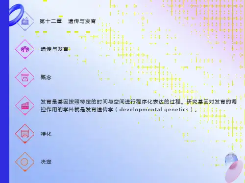 遗传学第十二章遗传与发育
