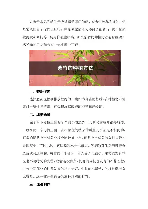 紫竹的种植方法