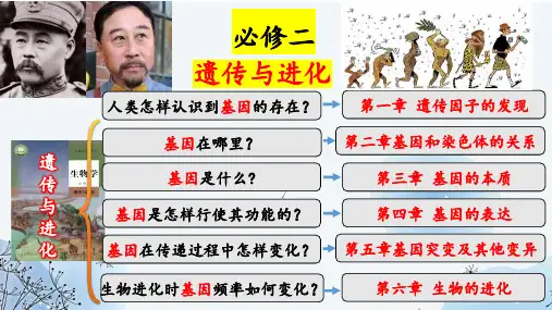 1-1孟德尔的豌豆杂交实验(一)第1课时(教学课件) ——高中生物学人教版(2019)必修二
