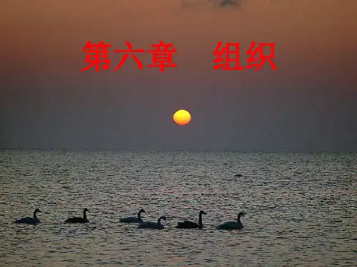 管理学第6章组织理论