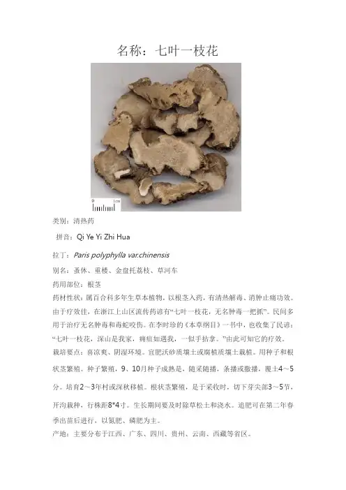 中药分析以及药性 七叶一枝花