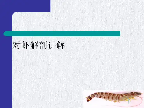 对虾解剖讲解ppt课件