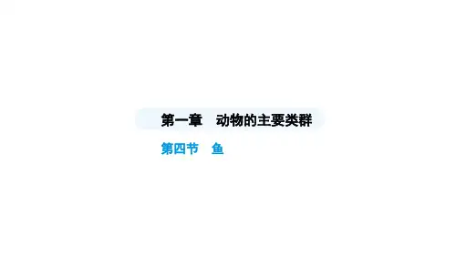 5.1.4鱼课件(共30张PPT+内嵌视频1个) 2024-2025学年人教版生物八年级上册