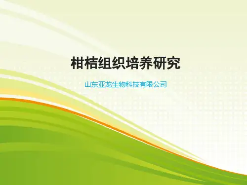 柑桔组织培养研究