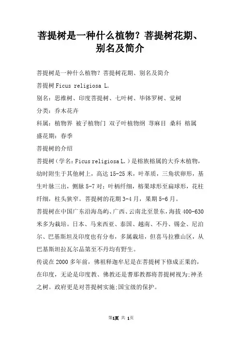 菩提树是一种什么植物？菩提树花期、别名及简介