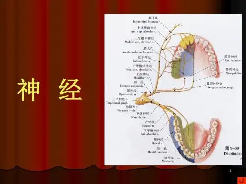 口腔颌面部系统解剖--血管、神经PPT精选课件
