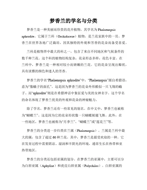 梦香兰的学名与分类