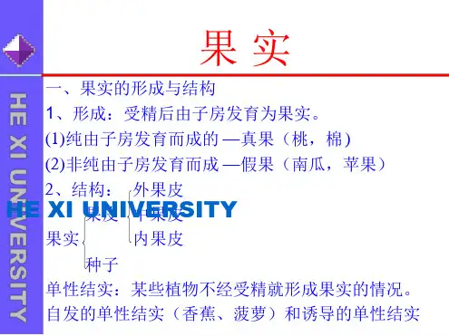 果实的形成与结构