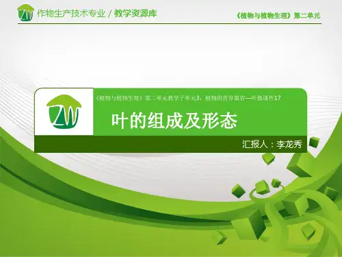 叶的组成及形态.ppt