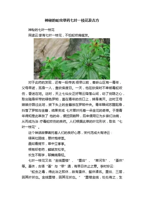 神秘的蛇虫草药七叶一枝花及古方