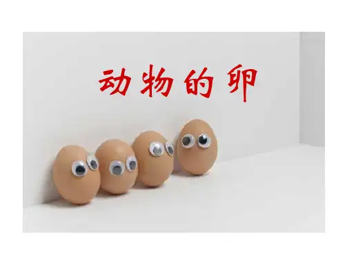 四年级下册科学课件- 动物的卵 ∣教科版 (共14张PPT)