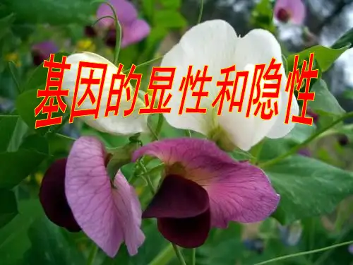 第二章第三节基因的显性和隐性_八年级下册生物课件