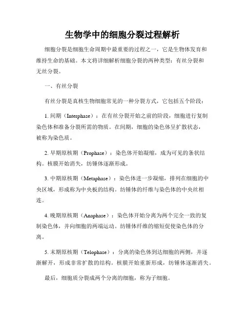 生物学中的细胞分裂过程解析