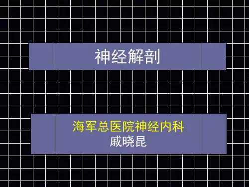 大脑解剖
