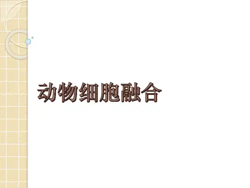 动物细胞融合