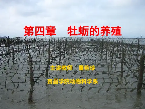 牡蛎的养殖PPT课件