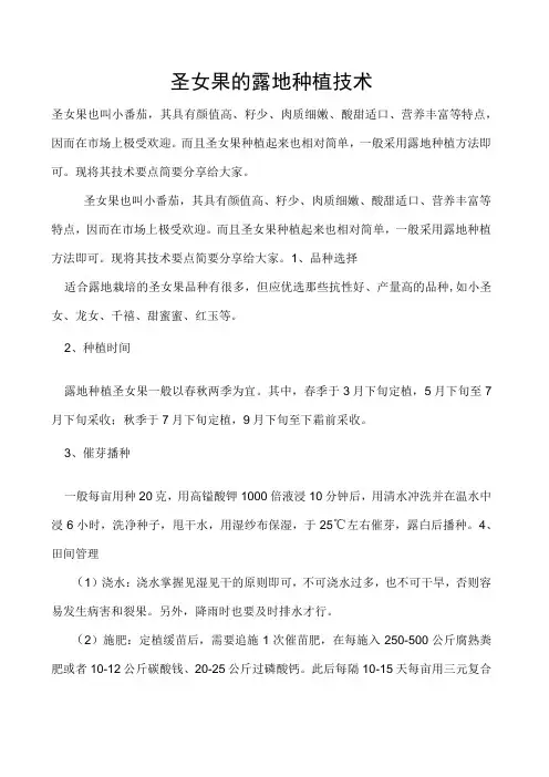 圣女果的露地种植技术