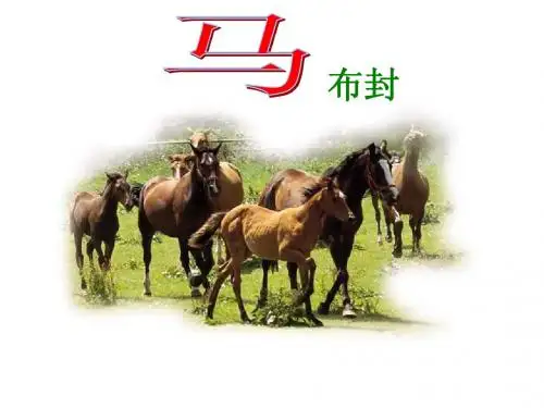 《马》布封课件