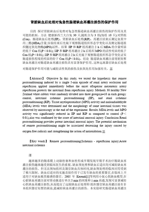 肾脏缺血后处理对兔急性肠道缺血再灌注损伤的保护作用
