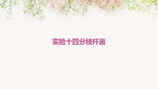 实验十四：分枝杆菌