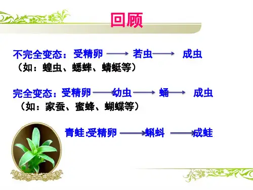 八年级生物鸟的生殖和发育
