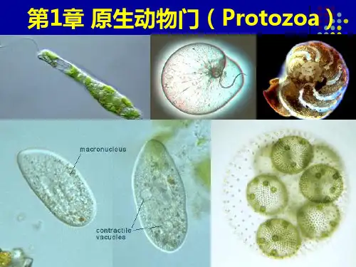 第1章 原生动物