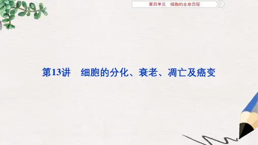 高考生物总复习第四单元细胞的生命历程第13讲细胞的分化衰老凋亡及癌变课件新人教版