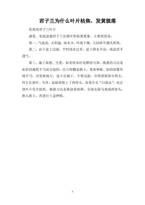 君子兰为什么叶片枯焦,发黄脱落