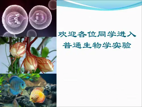 实验一 显微镜的使用和生物绘图