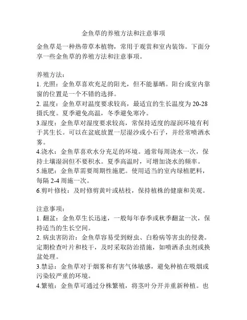 金鱼草的养殖方法和注意事项