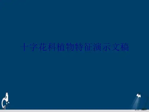 十字花科植物特征演示文稿