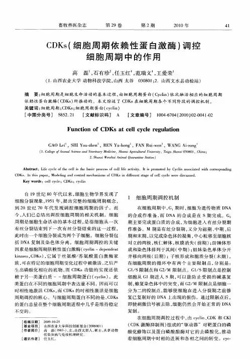 CDKs(细胞周期依赖性蛋白激酶)调控细胞周期中的作用