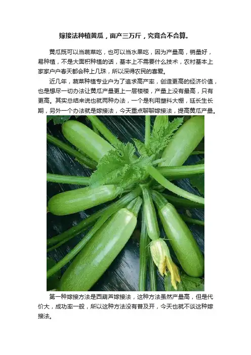 嫁接法种植黄瓜，亩产三万斤，究竟合不合算。