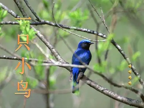 一只小鸟课件.ppt(10.13)(1)