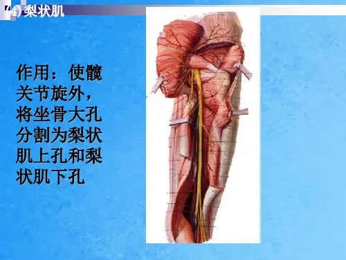 梨状肌ppt课件