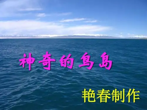 《神奇的鸟岛》课件