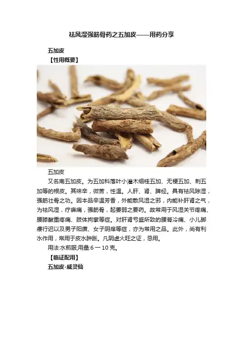 祛风湿强筋骨药之五加皮——用药分享