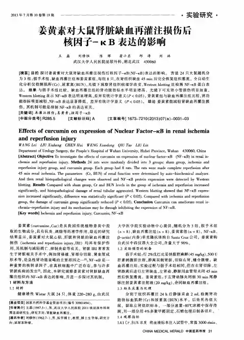 姜黄素对大鼠肾脏缺血再灌注损伤后核因子-κB表达的影响