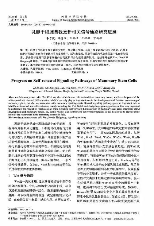 乳腺干细胞自我更新相关信号通路研究进展