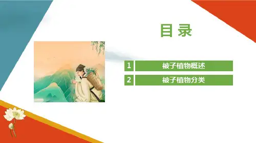被子植物门 被子植物分类 三白草科 药用植物识别课件