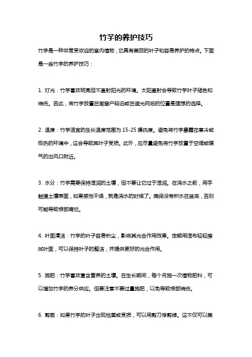 竹芋的养护技巧