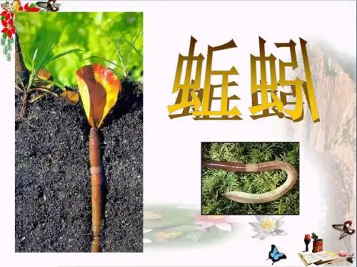 《蚯蚓》动物 精品PPT课件3(共19张)